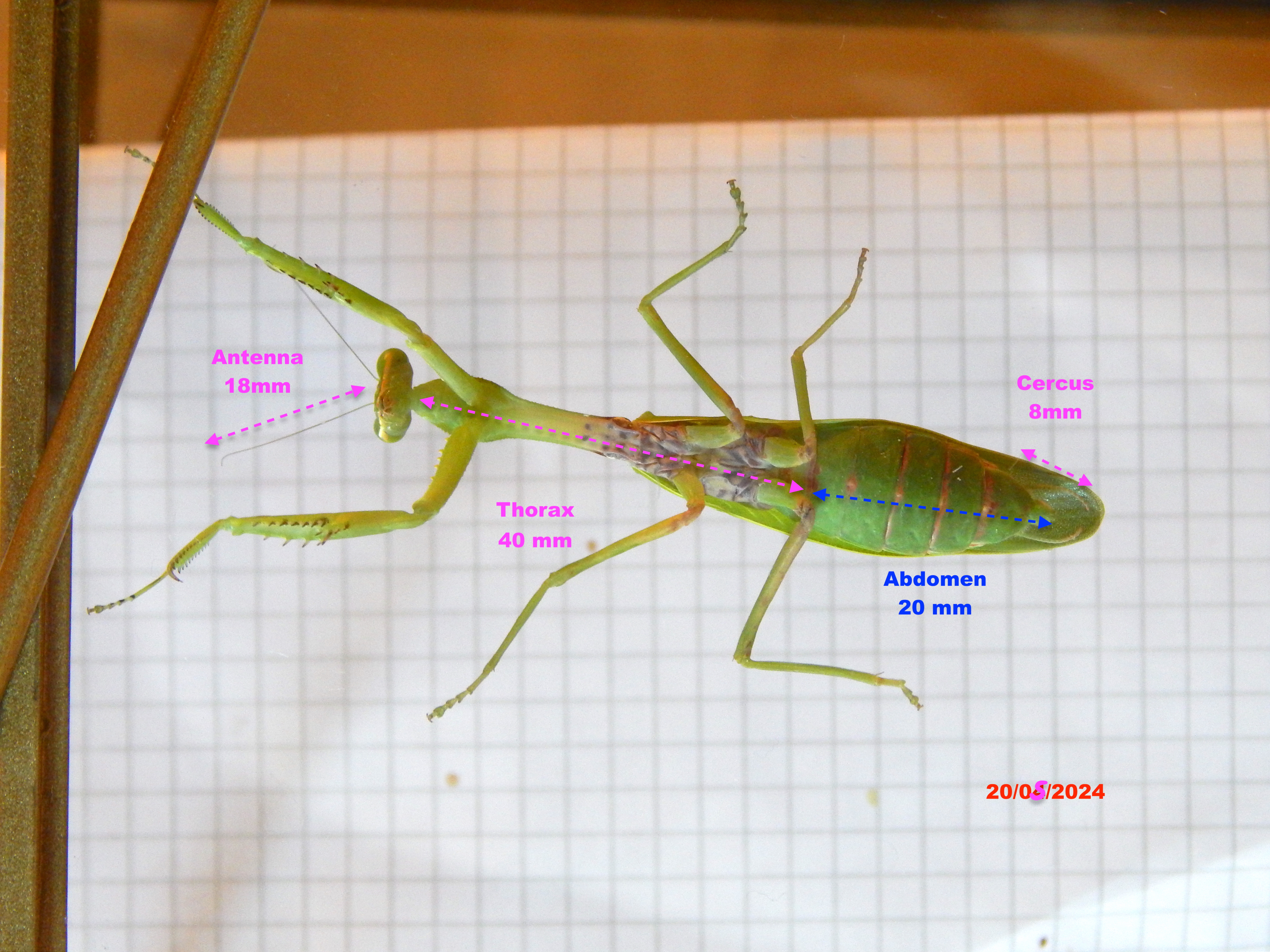 Second  measurements antennas