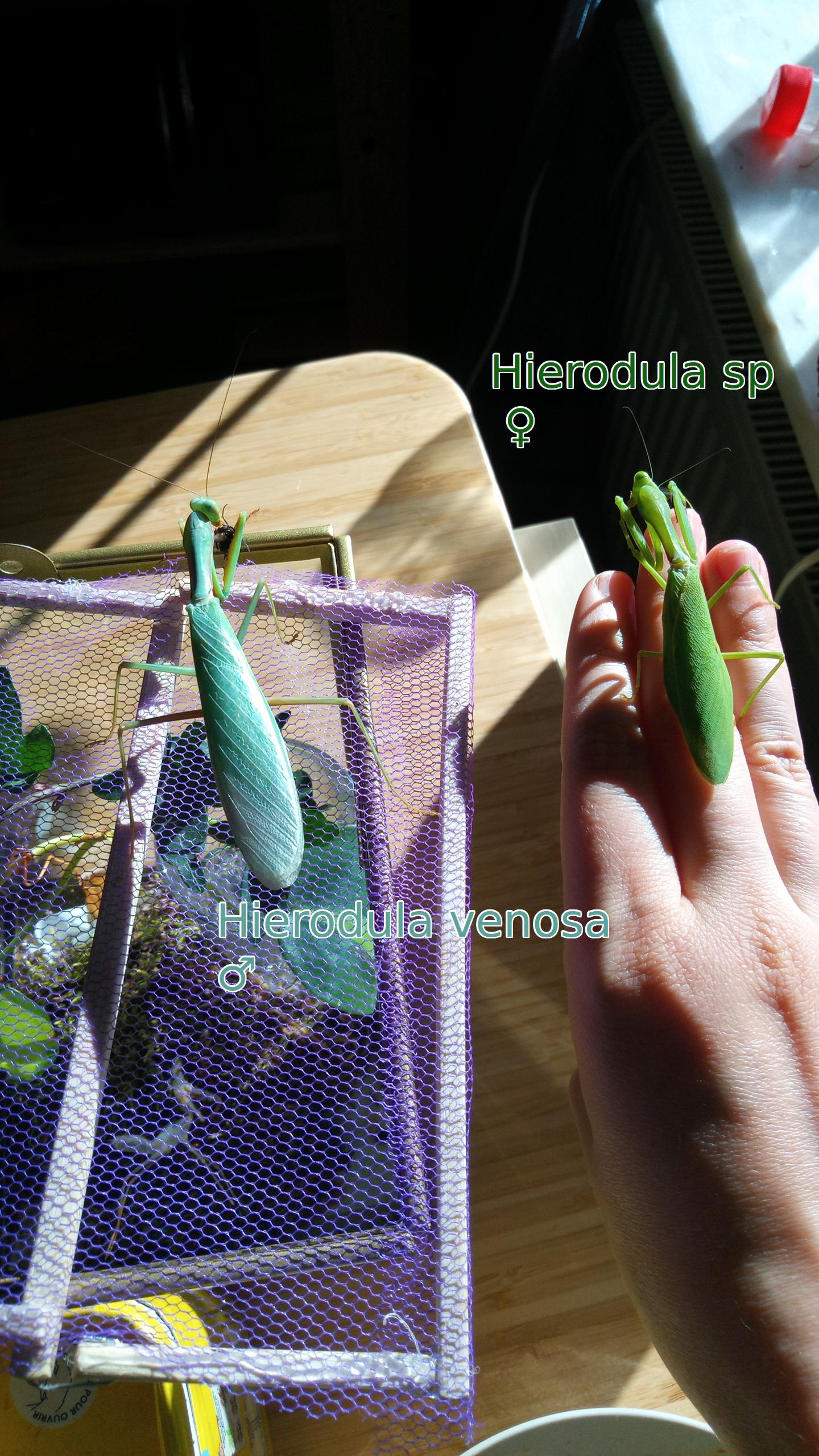 Comparison scarrona venosa